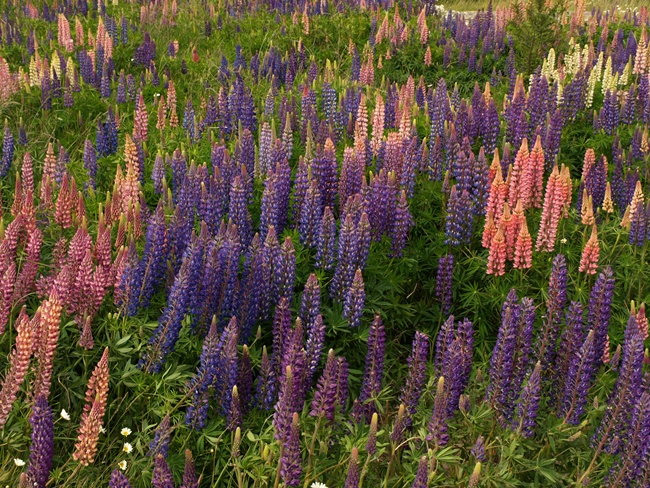 ../../Pictures/240110/011 Lupinien.JPG